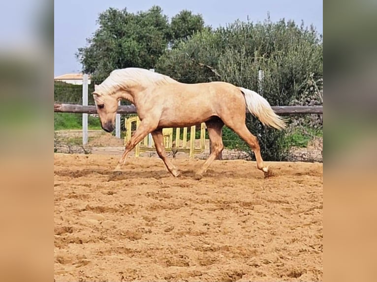 Andalou Étalon 4 Ans 161 cm Palomino in Vejer de la Frontera