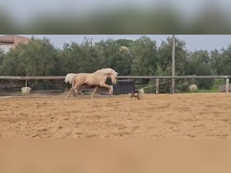 Andalou Étalon 4 Ans 161 cm Palomino in Vejer de la Frontera