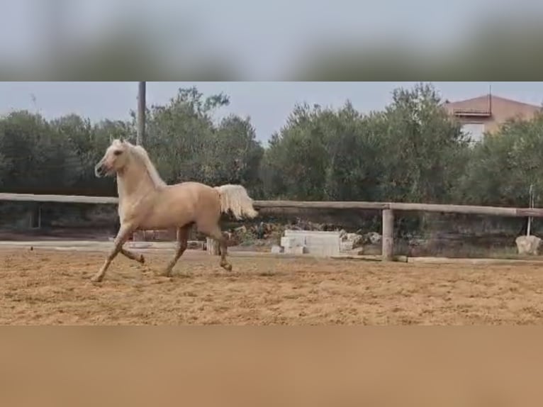 Andalou Étalon 4 Ans 161 cm Palomino in Vejer de la Frontera