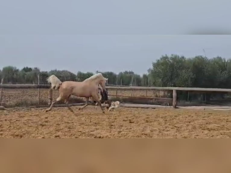 Andalou Étalon 4 Ans 161 cm Palomino in Vejer de la Frontera