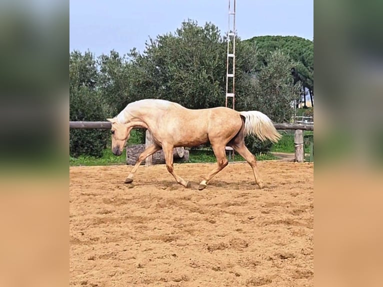 Andalou Étalon 4 Ans 161 cm Palomino in Vejer de la Frontera