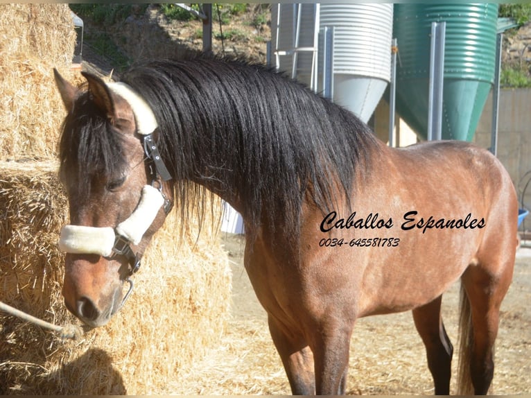 Andalou Étalon 4 Ans 162 cm Gris (bai-dun) in Vejer de la Frontera