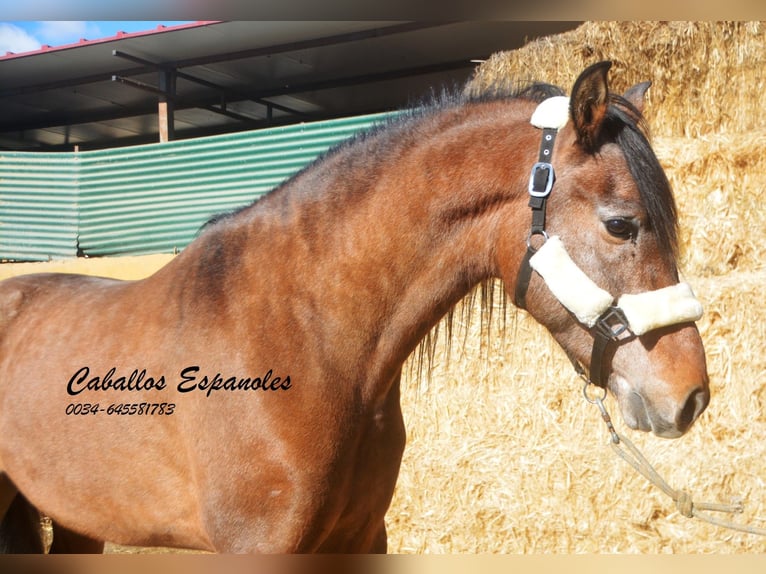 Andalou Étalon 4 Ans 162 cm Gris (bai-dun) in Vejer de la Frontera