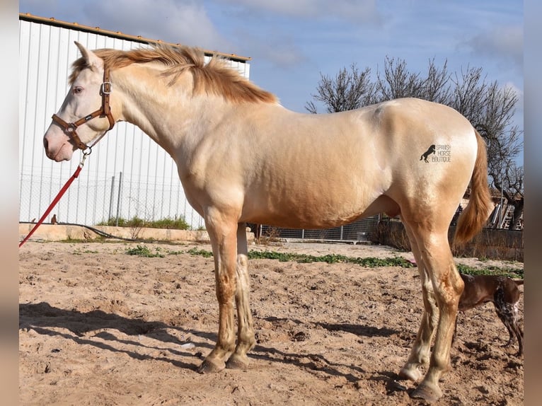 Andalou Étalon 4 Ans 162 cm Perlino in Mallorca