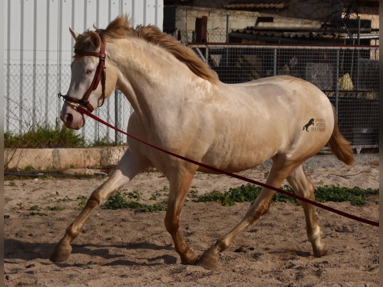 Andalou Étalon 4 Ans 162 cm Perlino in Mallorca