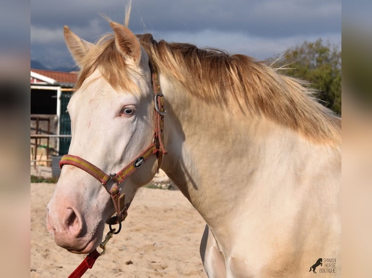 Andalou Étalon 4 Ans 162 cm Perlino in Mallorca