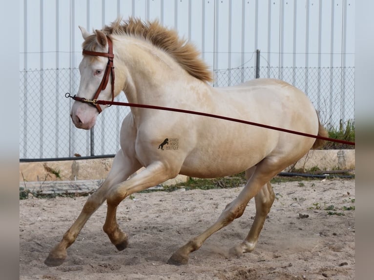 Andalou Étalon 4 Ans 162 cm Perlino in Mallorca