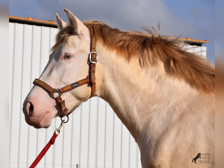 Andalou Étalon 4 Ans 162 cm Perlino in Mallorca