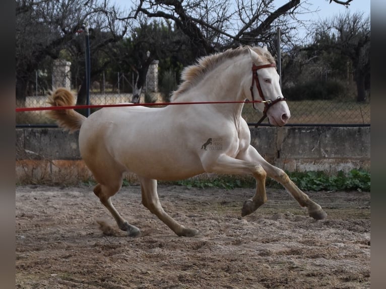 Andalou Étalon 4 Ans 162 cm Perlino in Mallorca