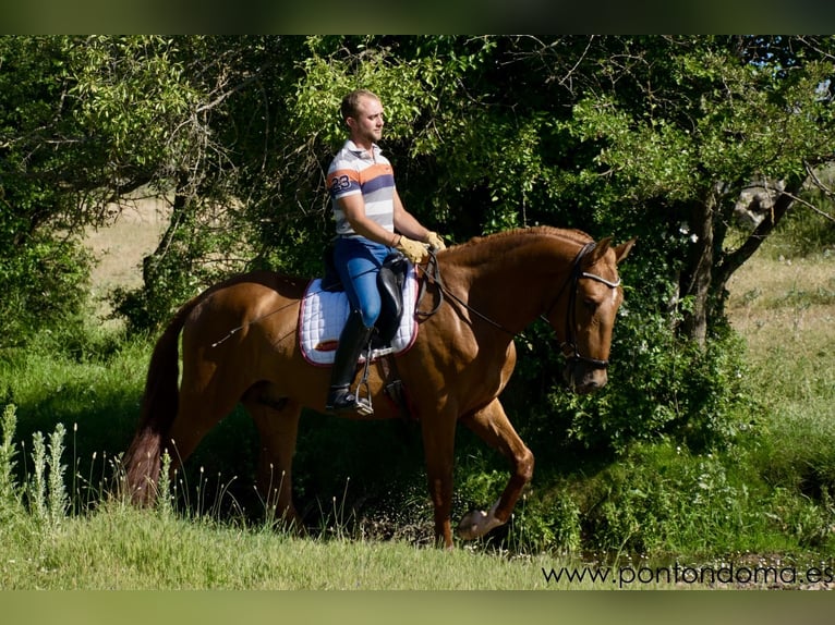 Andalou Étalon 4 Ans 163 cm Alezan cuivré in Espirdo