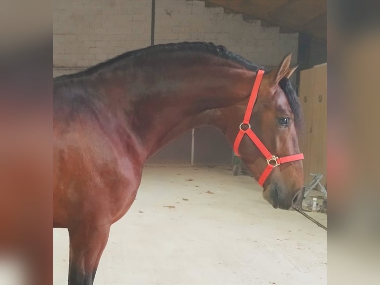 Andalou Étalon 4 Ans 163 cm Bai cerise in Jaen