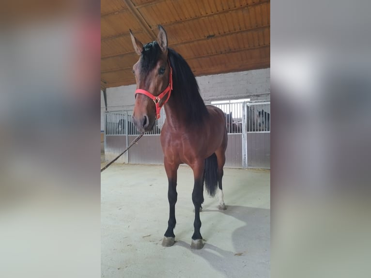 Andalou Étalon 4 Ans 163 cm Bai cerise in Jaen