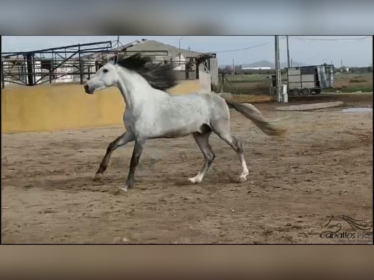 Andalou Étalon 4 Ans 163 cm Gris in Madrid