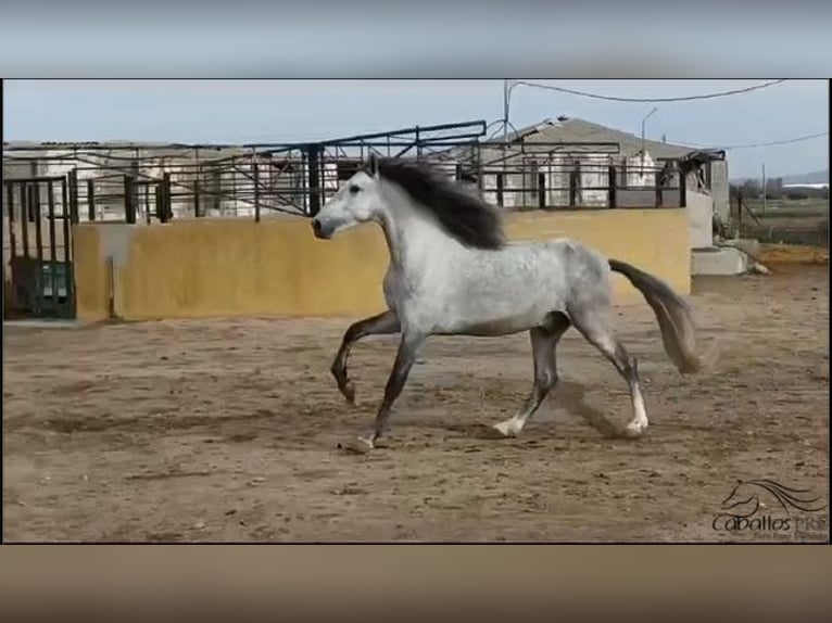 Andalou Étalon 4 Ans 163 cm Gris in Madrid