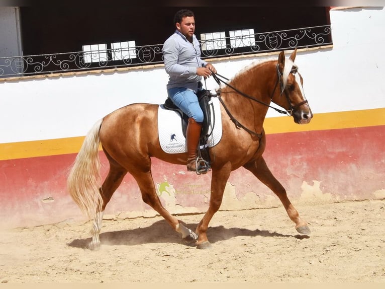 Andalou Étalon 4 Ans 163 cm Palomino in Provinz Cordoba