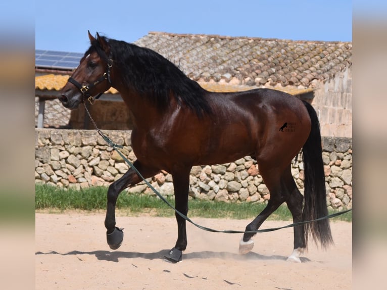 Andalou Étalon 4 Ans 164 cm Bai in Menorca