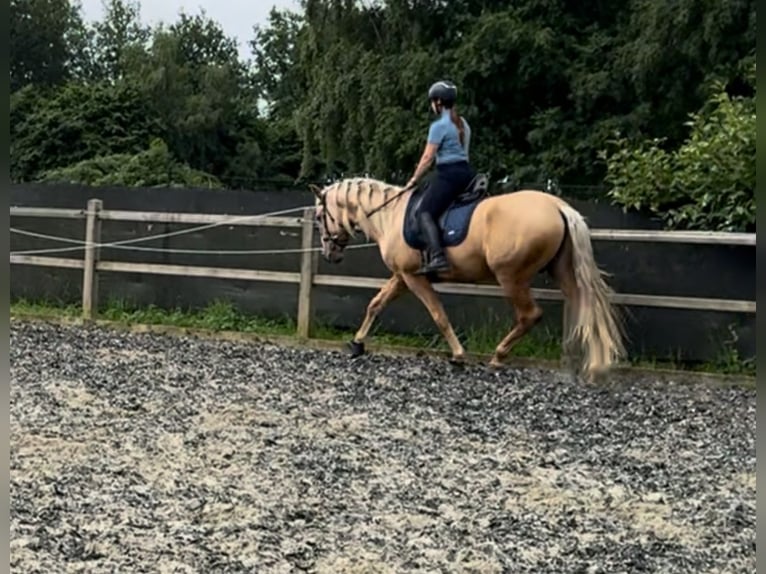 Andalou Étalon 4 Ans 164 cm in Fijnaart