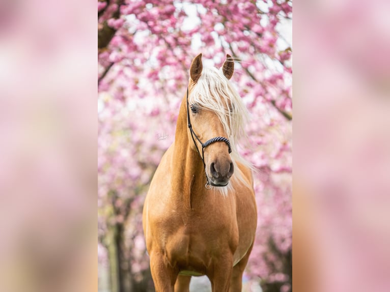 Andalou Étalon 4 Ans 164 cm in Fijnaart