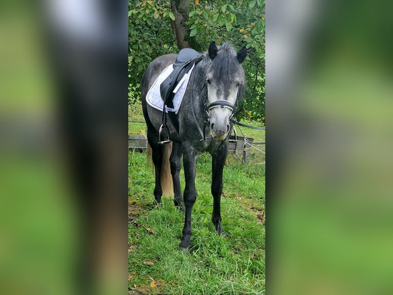 Andalou Étalon 4 Ans 164 cm Gris noir in Herbolzheim