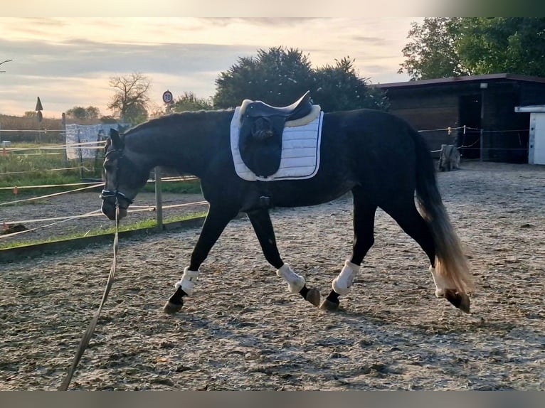 Andalou Étalon 4 Ans 164 cm Gris noir in Herbolzheim