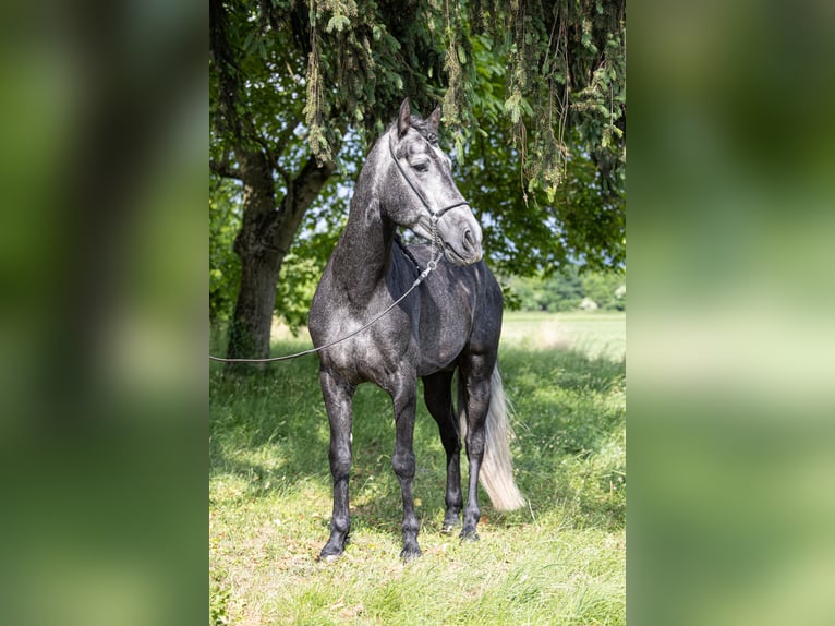 Andalou Étalon 4 Ans 164 cm Gris noir in Herbolzheim