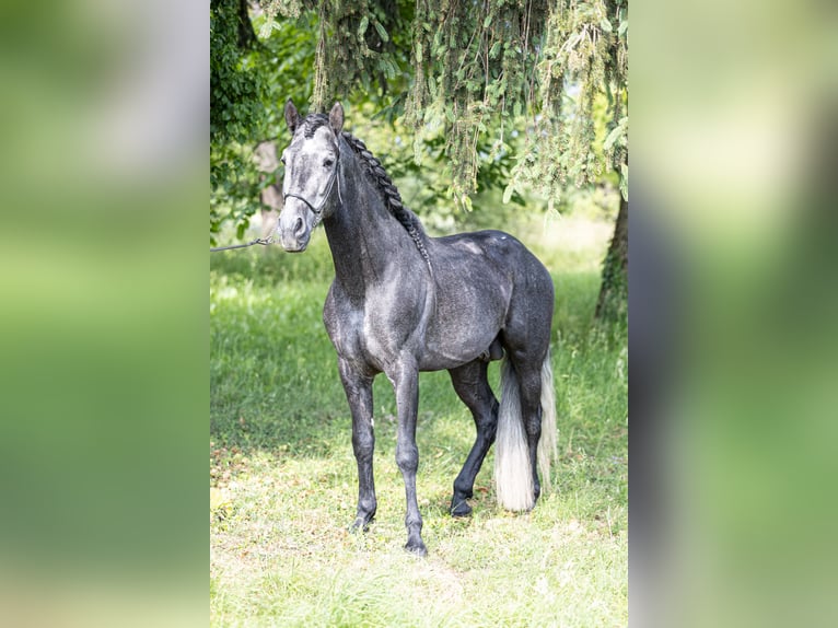 Andalou Étalon 4 Ans 164 cm Gris noir in Herbolzheim