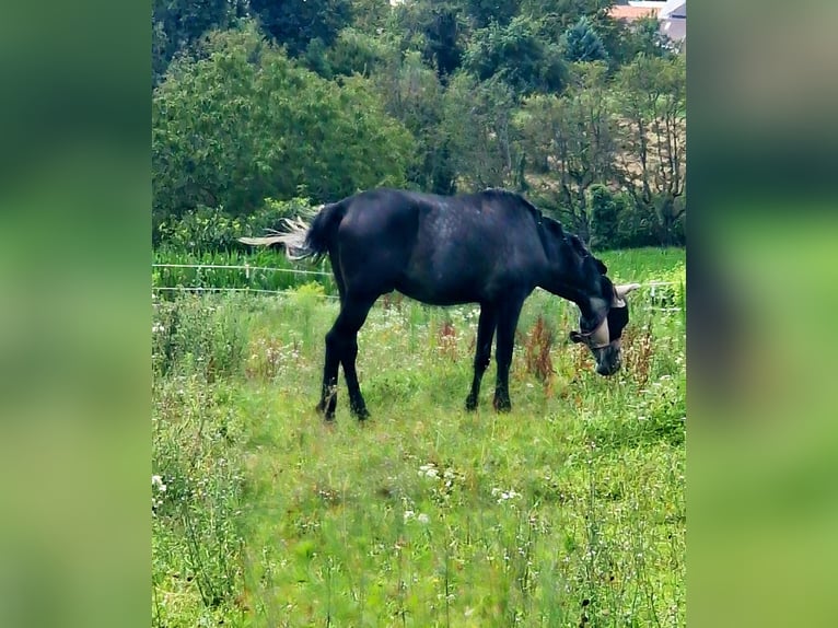 Andalou Étalon 4 Ans 164 cm Gris noir in Herbolzheim