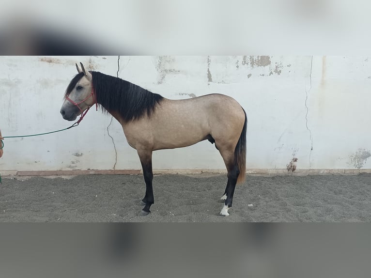 Andalou Étalon 4 Ans 164 cm Isabelle in Torremolinos