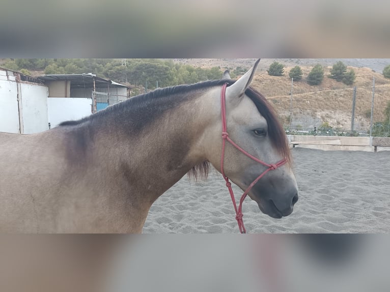 Andalou Étalon 4 Ans 164 cm Isabelle in Torremolinos