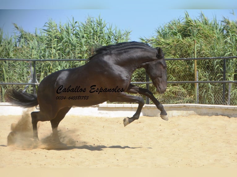 Andalou Étalon 4 Ans 164 cm Noir in Vejer de la Frontera