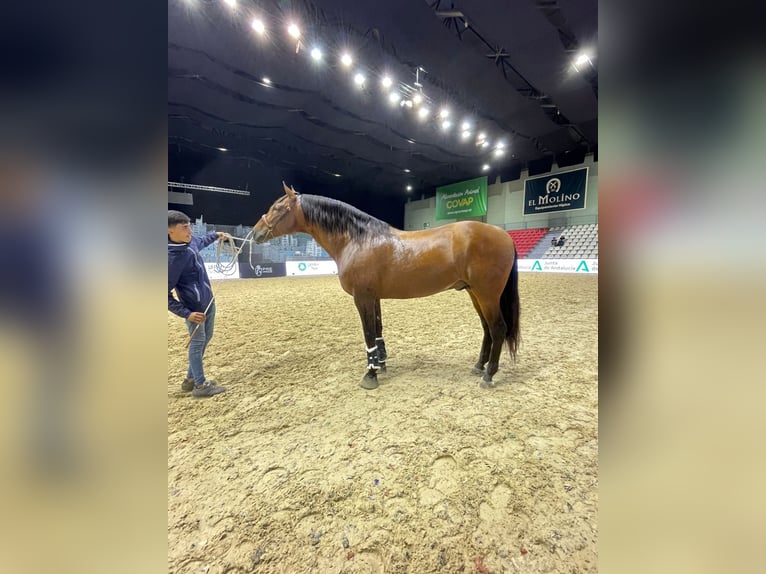 Andalou Étalon 4 Ans 165 cm Bai cerise in Malaga