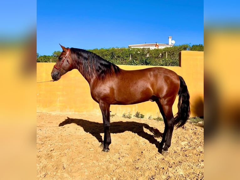 Andalou Étalon 4 Ans 165 cm Bai cerise in Malaga