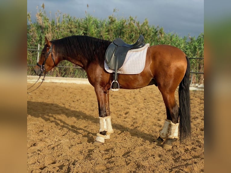 Andalou Étalon 4 Ans 165 cm Bai cerise in Sevilla