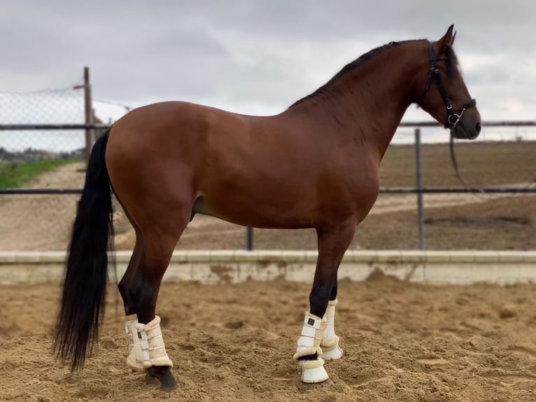 Andalou Étalon 4 Ans 165 cm Bai cerise in Sevilla