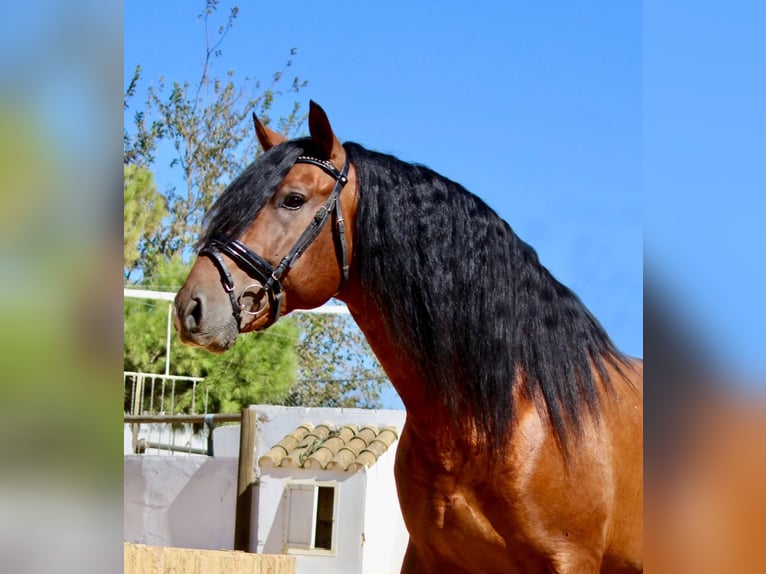 Andalou Étalon 4 Ans 165 cm Bai cerise in Sevilla