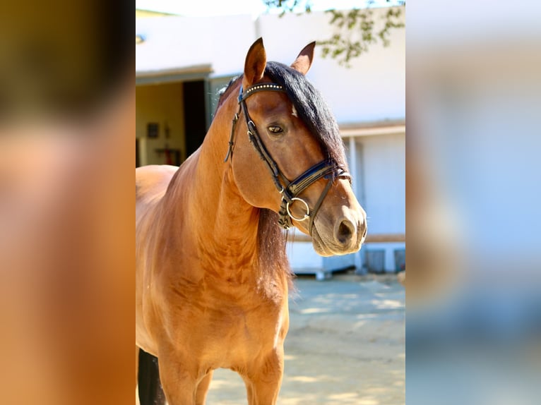 Andalou Étalon 4 Ans 165 cm Bai cerise in Sevilla