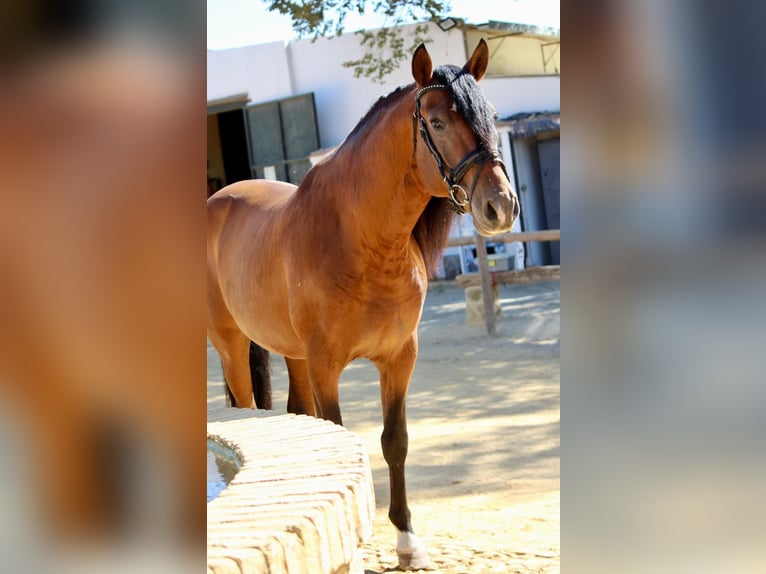 Andalou Étalon 4 Ans 165 cm Bai cerise in Sevilla