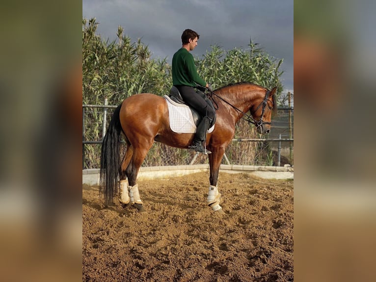 Andalou Étalon 4 Ans 165 cm Bai cerise in Sevilla