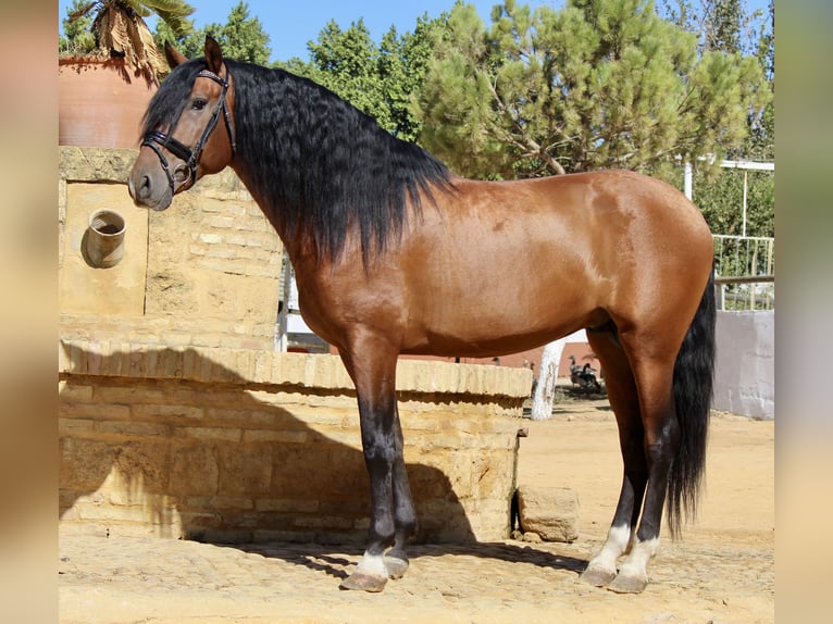 Andalou Étalon 4 Ans 165 cm Bai in Sevilla