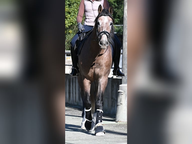 Andalou Étalon 4 Ans 165 cm Gris in Mallorca