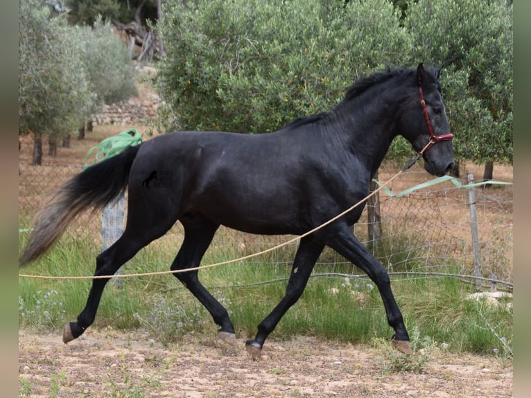 Andalou Étalon 4 Ans 165 cm Gris in Mallorca