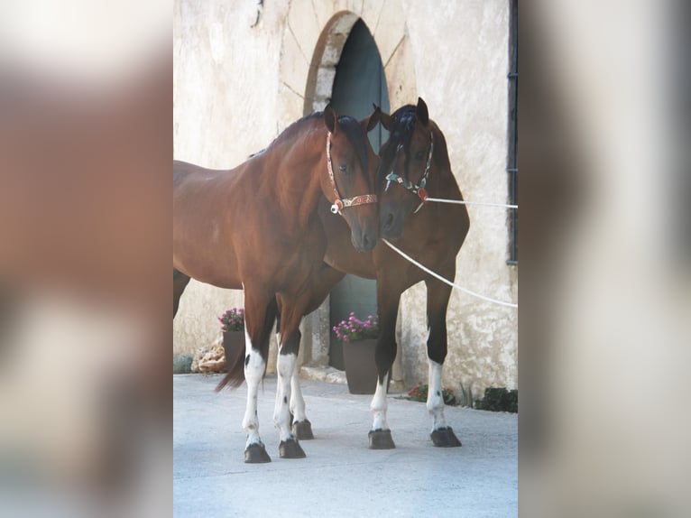 Andalou Étalon 4 Ans 167 cm Bai cerise in Hamburg