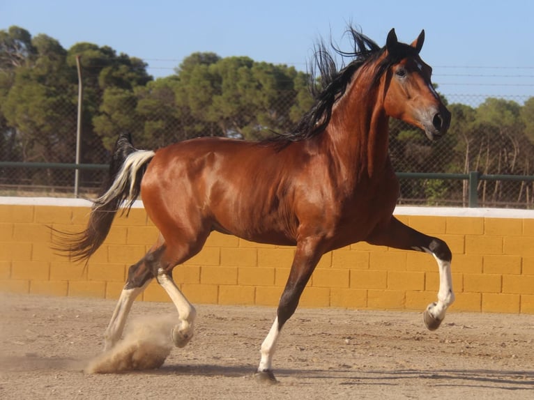 Andalou Étalon 4 Ans 167 cm Bai cerise in Hamburg