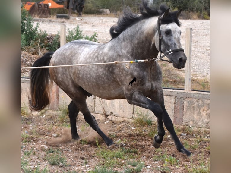 Andalou Étalon 4 Ans 167 cm Isabelle in Mallorca