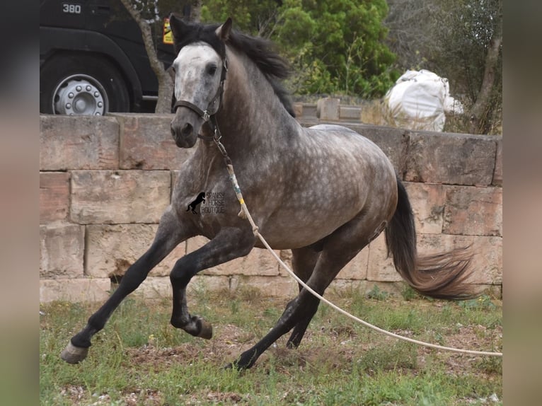 Andalou Étalon 4 Ans 167 cm Isabelle in Mallorca