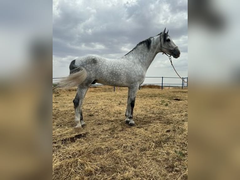 Andalou Étalon 4 Ans 168 cm Gris in Badajoz