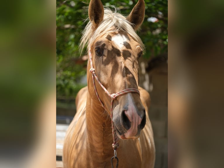 Andalou Étalon 4 Ans 168 cm Pinto in Hamburg