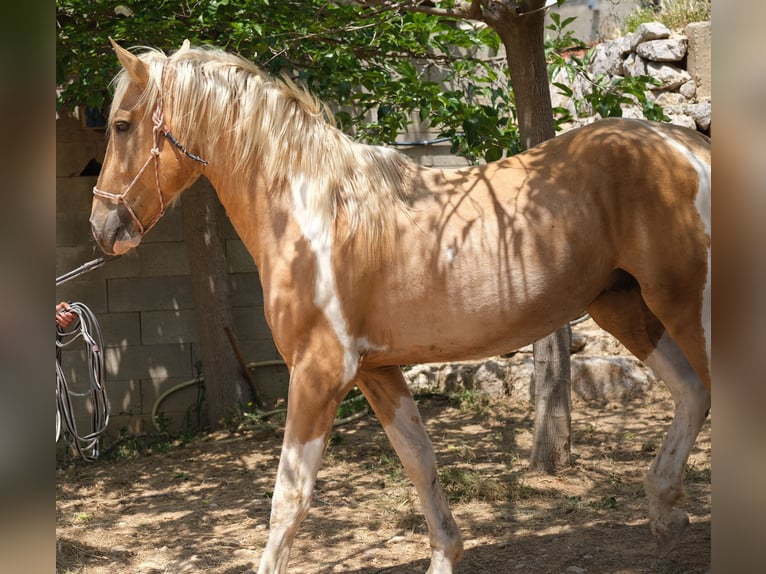 Andalou Étalon 4 Ans 168 cm Pinto in Hamburg