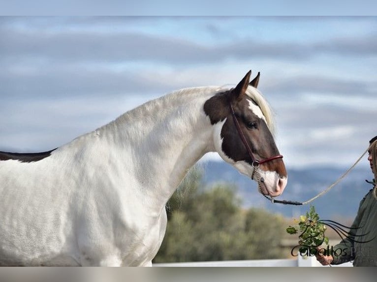 Andalou Étalon 4 Ans 168 cm Pinto in Barcelona