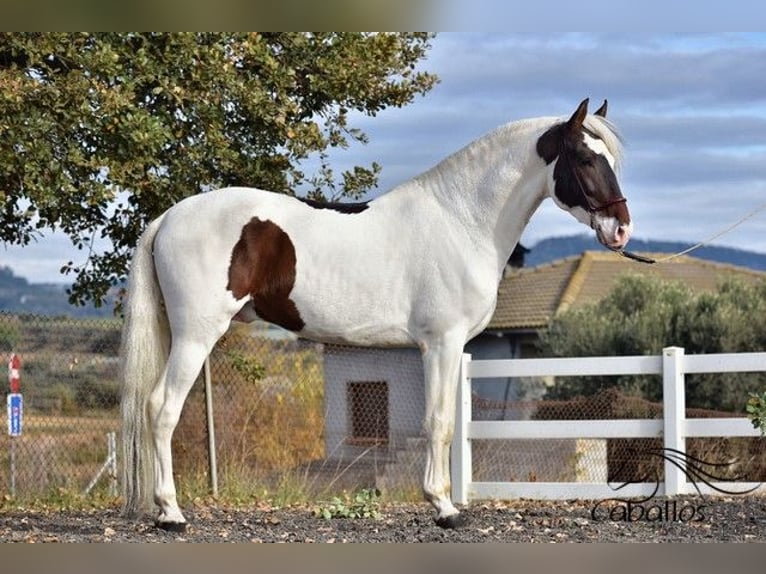 Andalou Étalon 4 Ans 168 cm Pinto in Barcelona